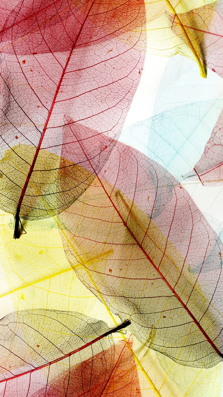 Illustration de Feuilles Rouges et Jaunes. Wallpaper in 720x1280 Resolution