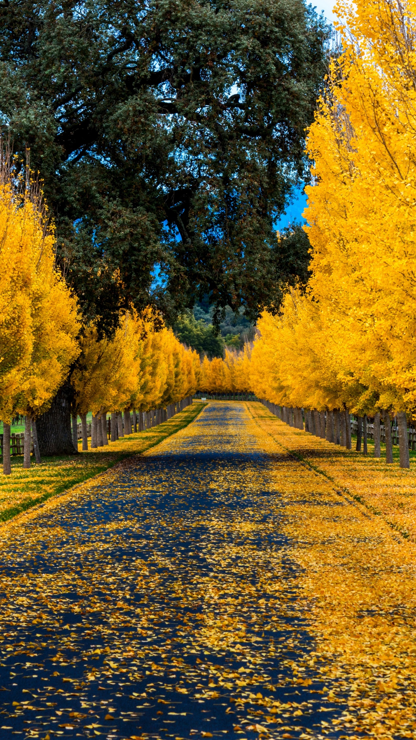 Download 1440x2560 Wallpaper Automne Doré, Nature, Feuilles Caduques, Jaune, Feuille Automne Doré, Nature, Feuilles Caduques, Jaune, Feuille. Wallpaper in 1440x2560 Resolution
