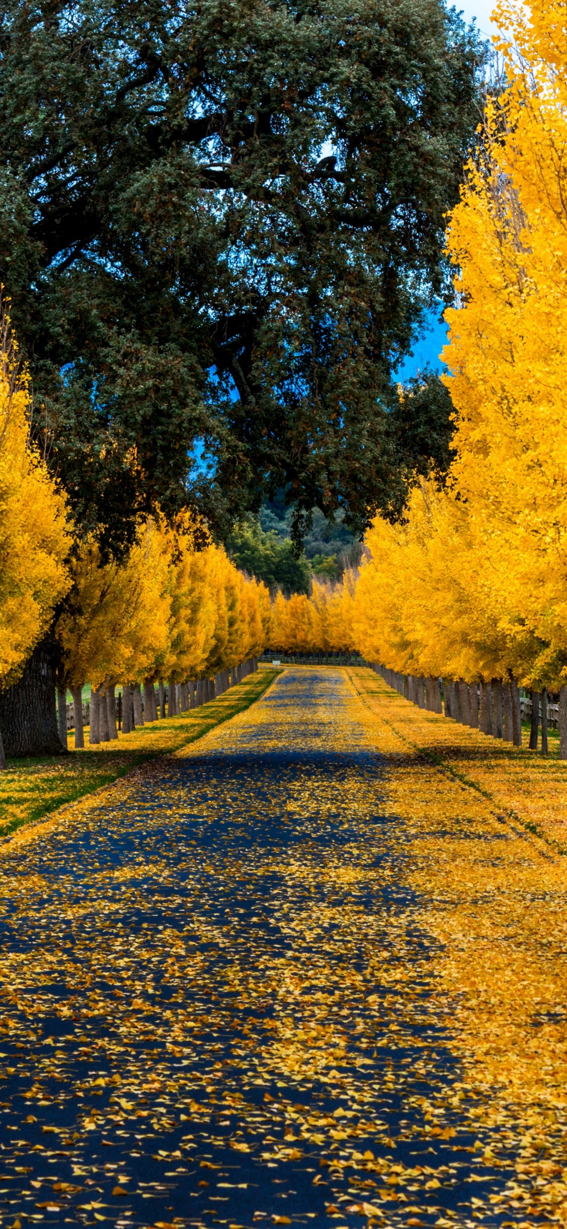 Golden Autumn, Autumn, Nature, Deciduous, Yellow. Wallpaper in 1125x2436 Resolution