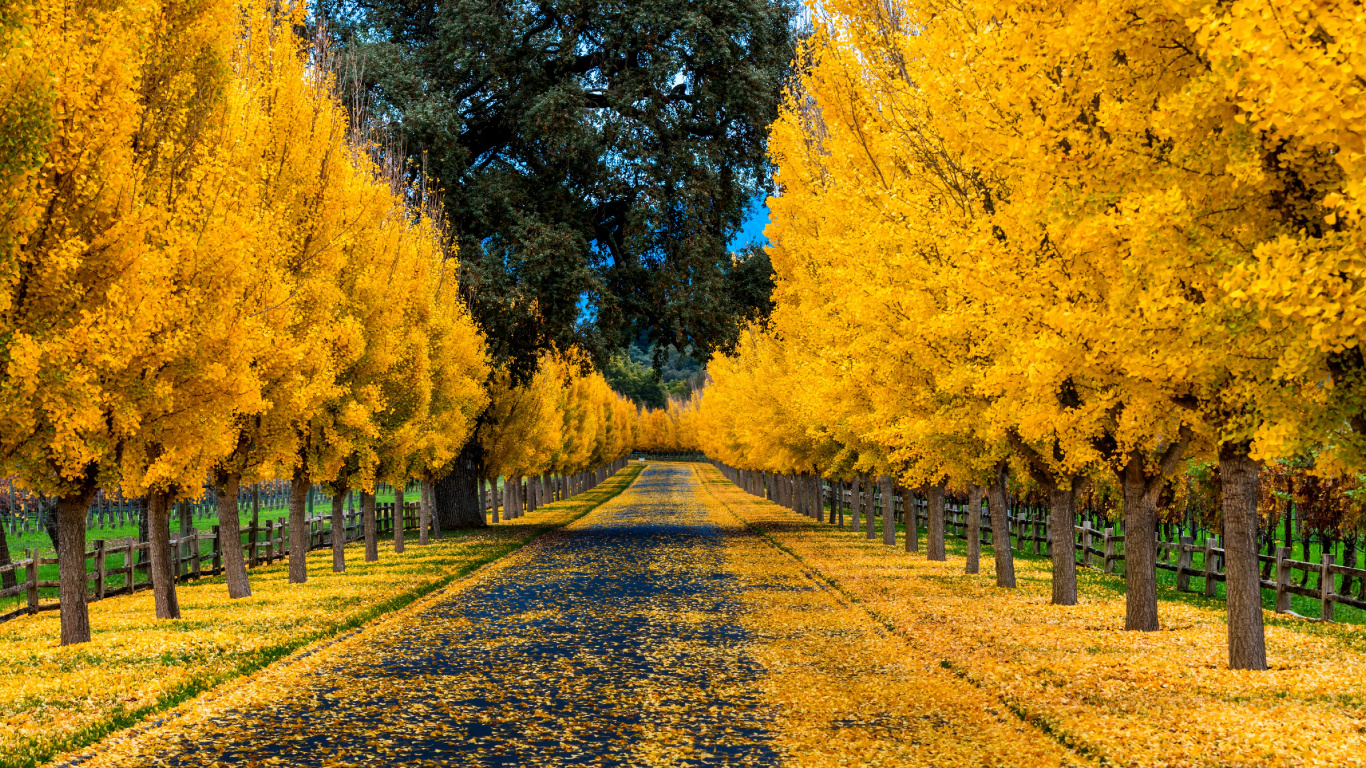 Goldener Herbst, Herbst, Natur, Laub, Gelb. Wallpaper in 1366x768 Resolution