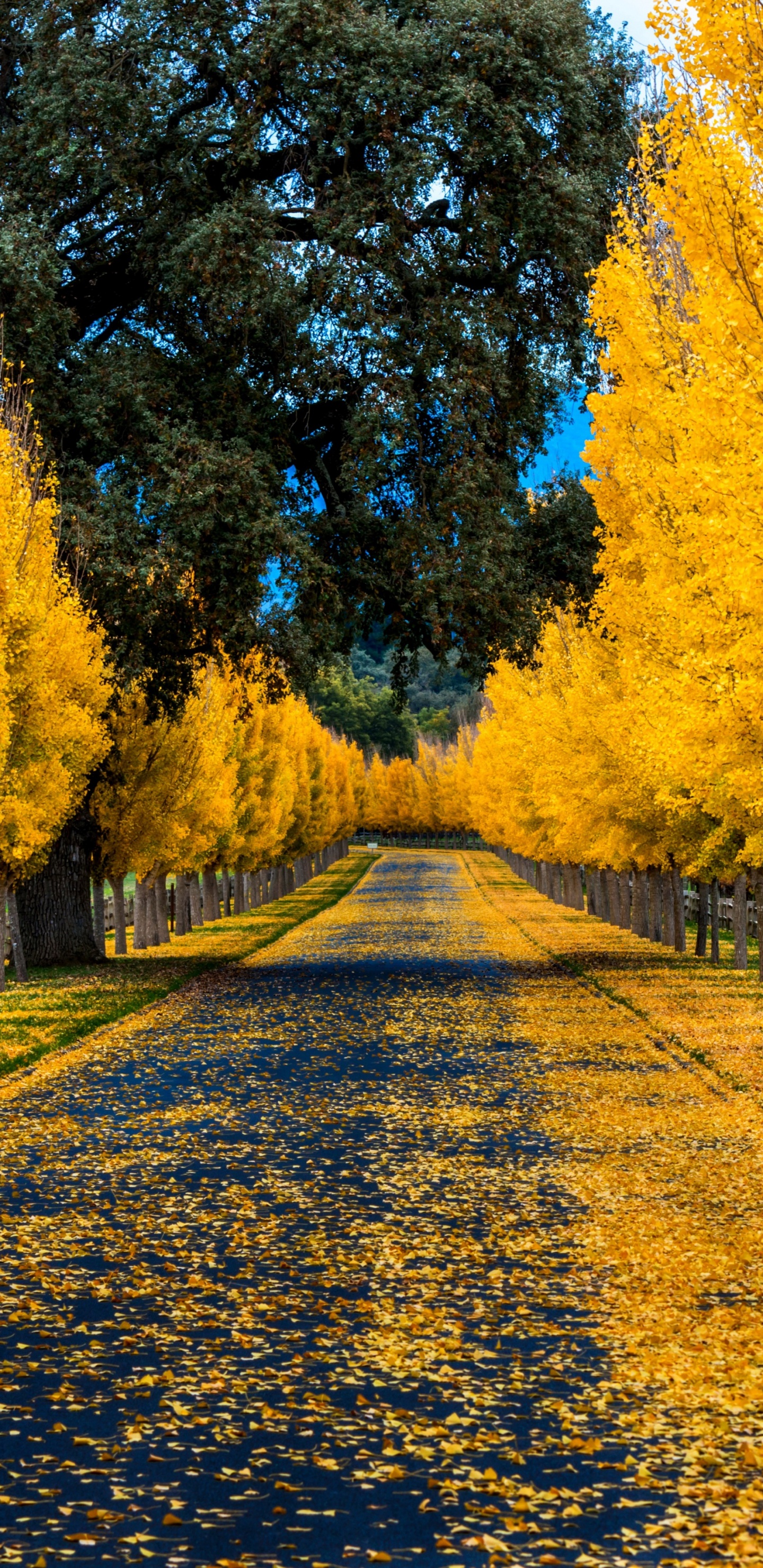 Goldener Herbst, Herbst, Natur, Laub, Gelb. Wallpaper in 1440x2960 Resolution