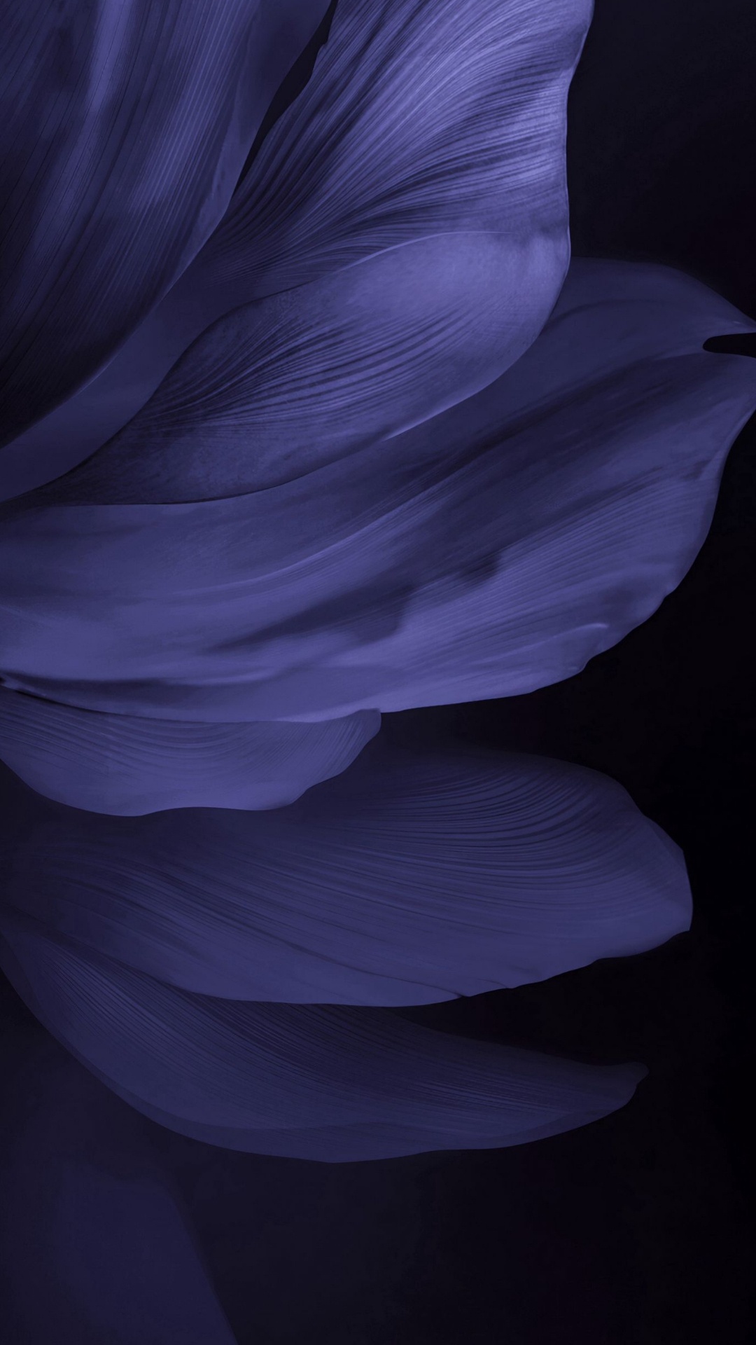 Pétalo, Morado, Gris, Violeta, Tintes y Matices. Wallpaper in 1080x1920 Resolution