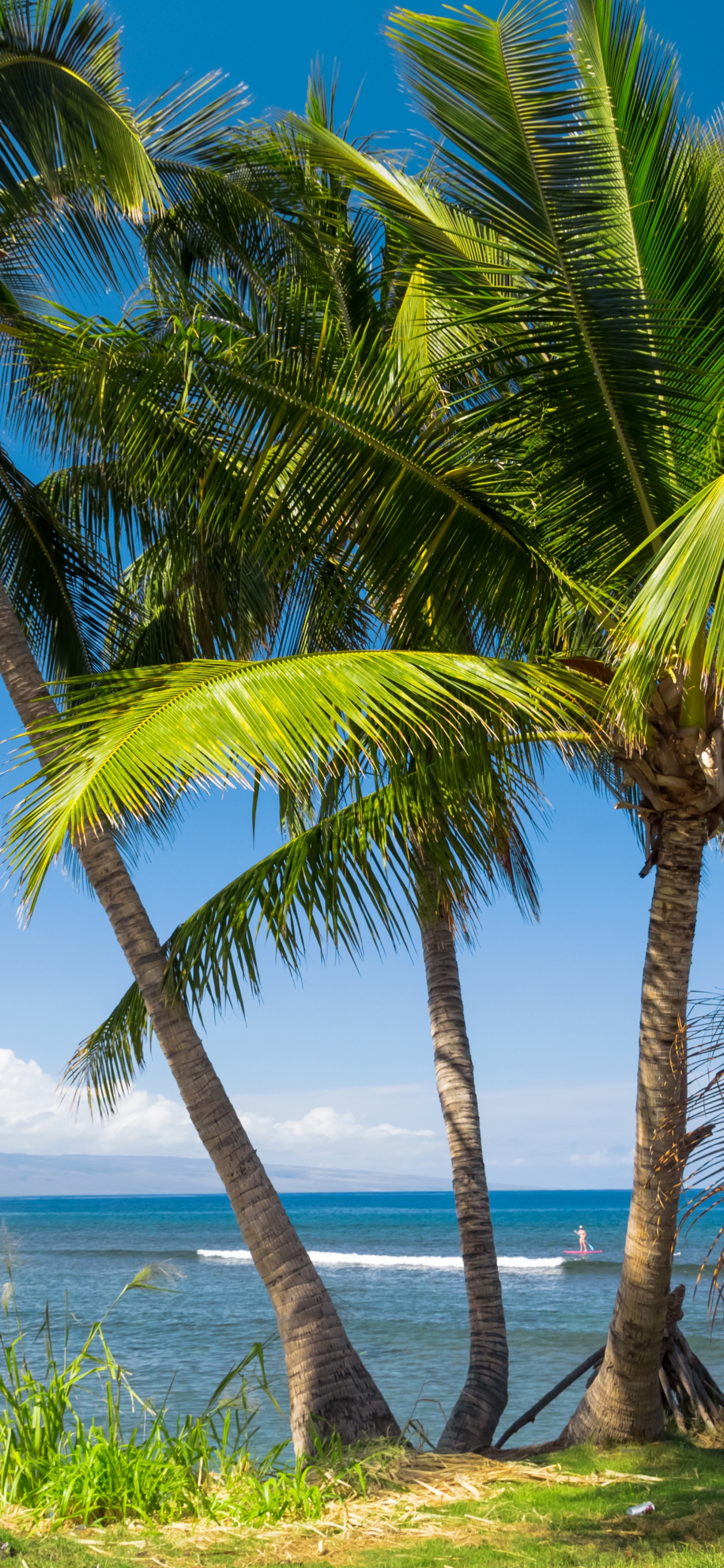 Green Palm Tree Near Body of Water During Daytime. Wallpaper in 1242x2688 Resolution