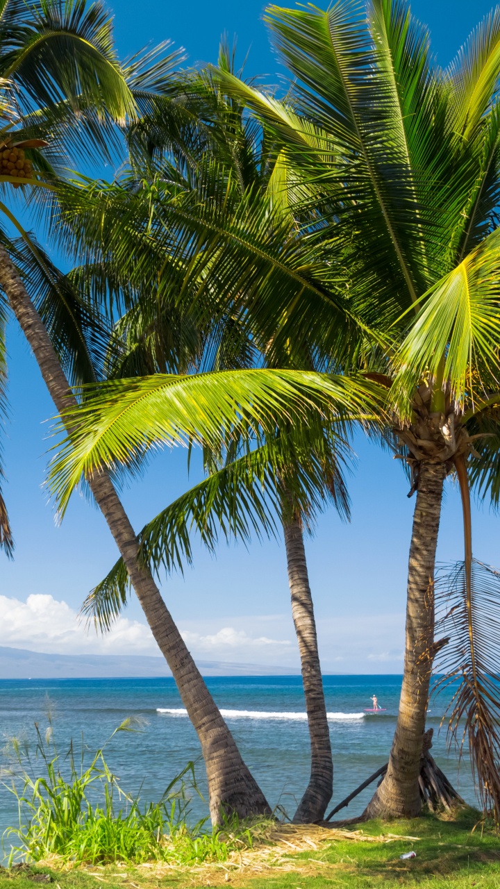 Green Palm Tree Near Body of Water During Daytime. Wallpaper in 720x1280 Resolution