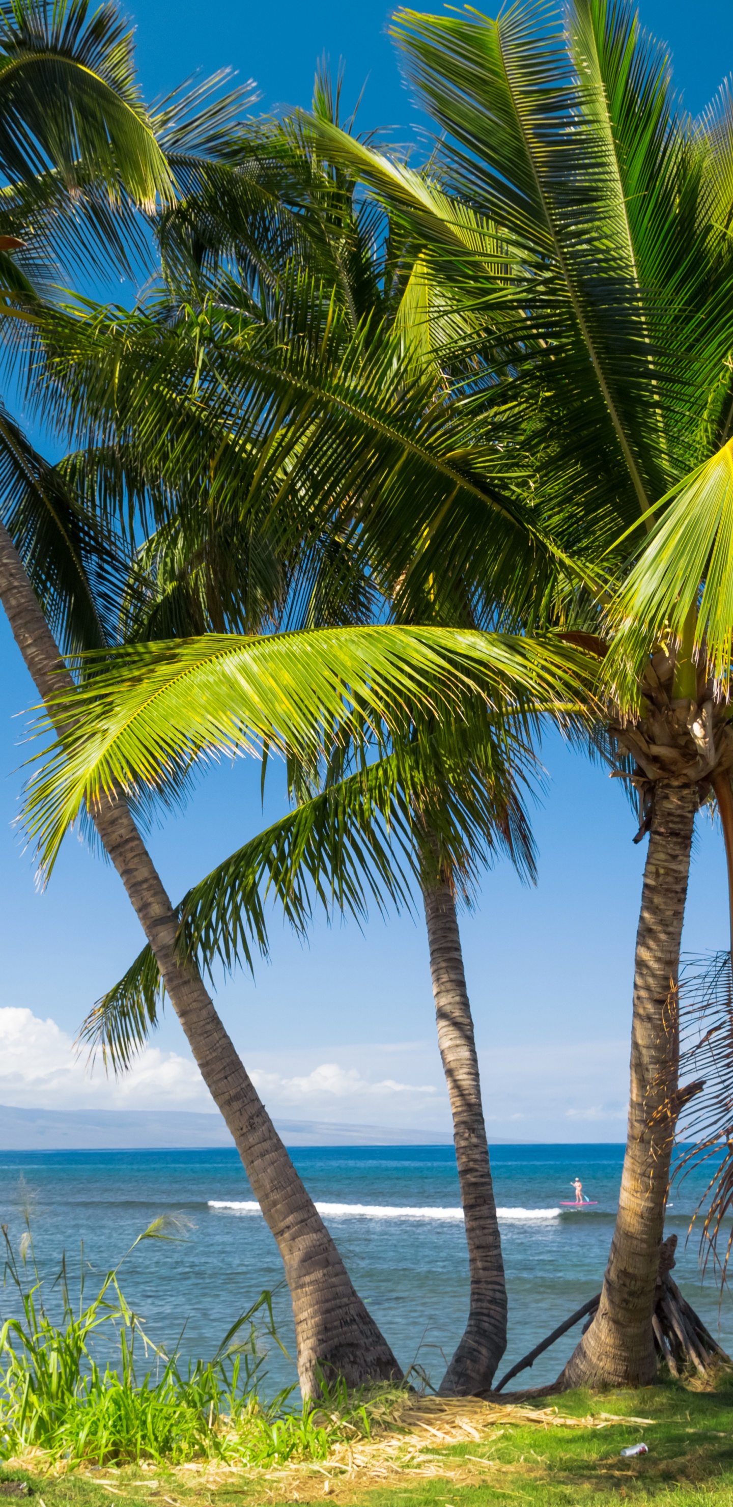 Grüne Palme in Der Nähe Eines Gewässers Tagsüber. Wallpaper in 1440x2960 Resolution