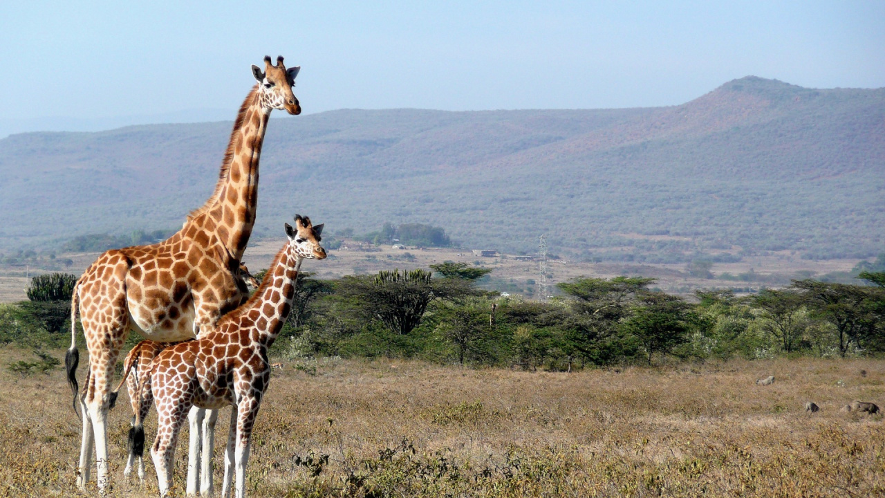 Girafe Debout Sur un Terrain D'herbe Verte Pendant la Journée. Wallpaper in 1280x720 Resolution