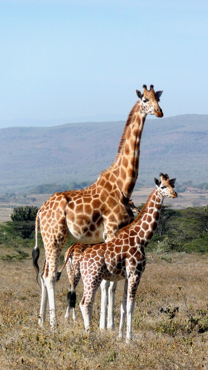 Giraffe Standing on Green Grass Field During Daytime. Wallpaper in 720x1280 Resolution