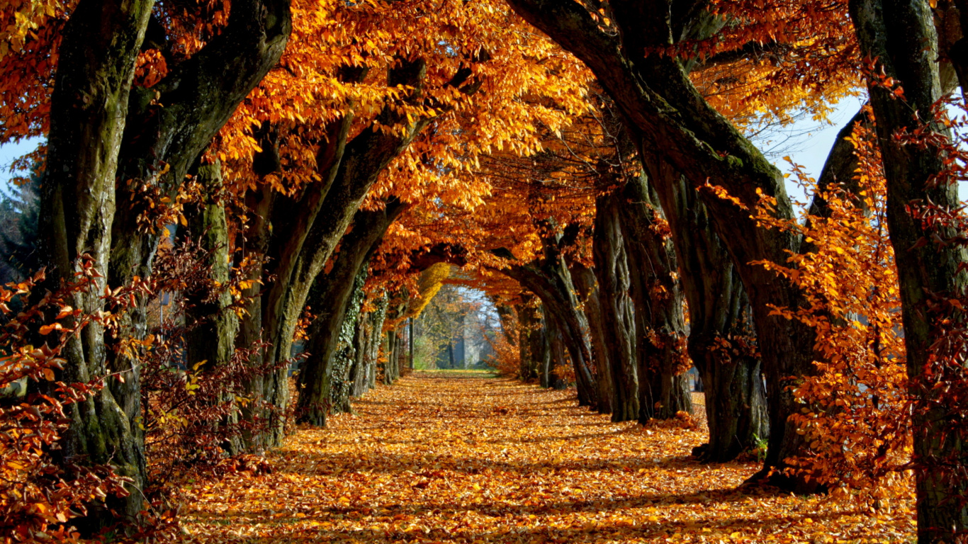 Braune Blätter Bäume Tagsüber. Wallpaper in 1366x768 Resolution