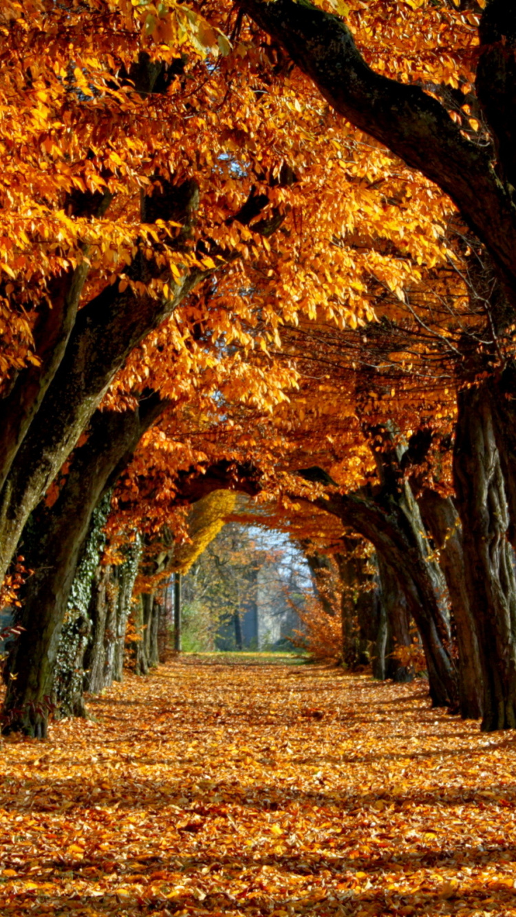 Braune Blätter Bäume Tagsüber. Wallpaper in 750x1334 Resolution