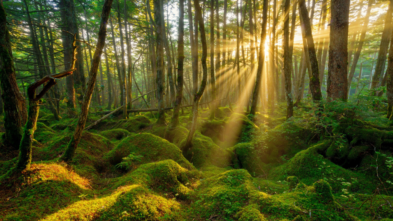 Arbres Verts Sur Sol Brun. Wallpaper in 1366x768 Resolution