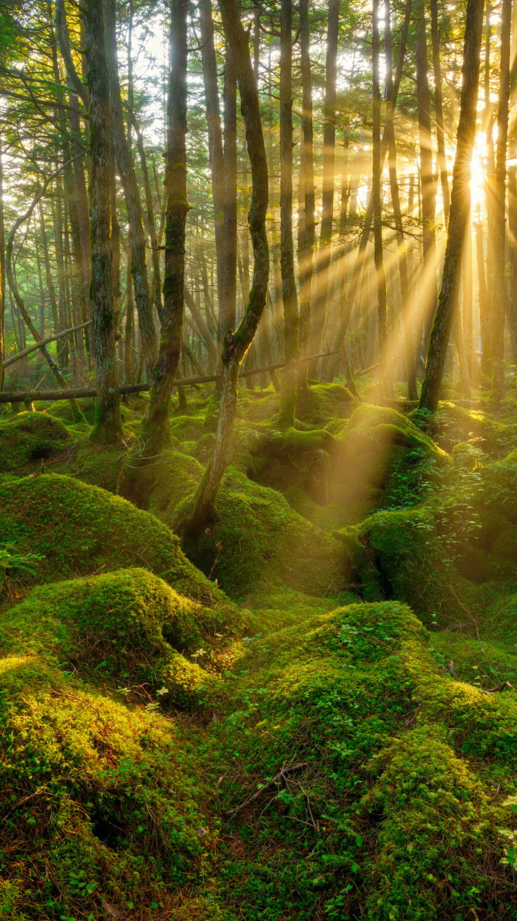 Arbres Verts Sur Sol Brun. Wallpaper in 750x1334 Resolution