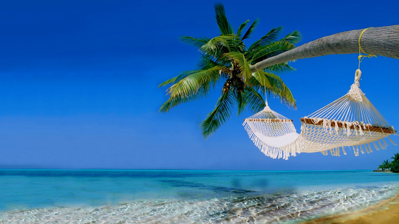 Coconut Tree on Beach Shore During Daytime. Wallpaper in 1280x720 Resolution