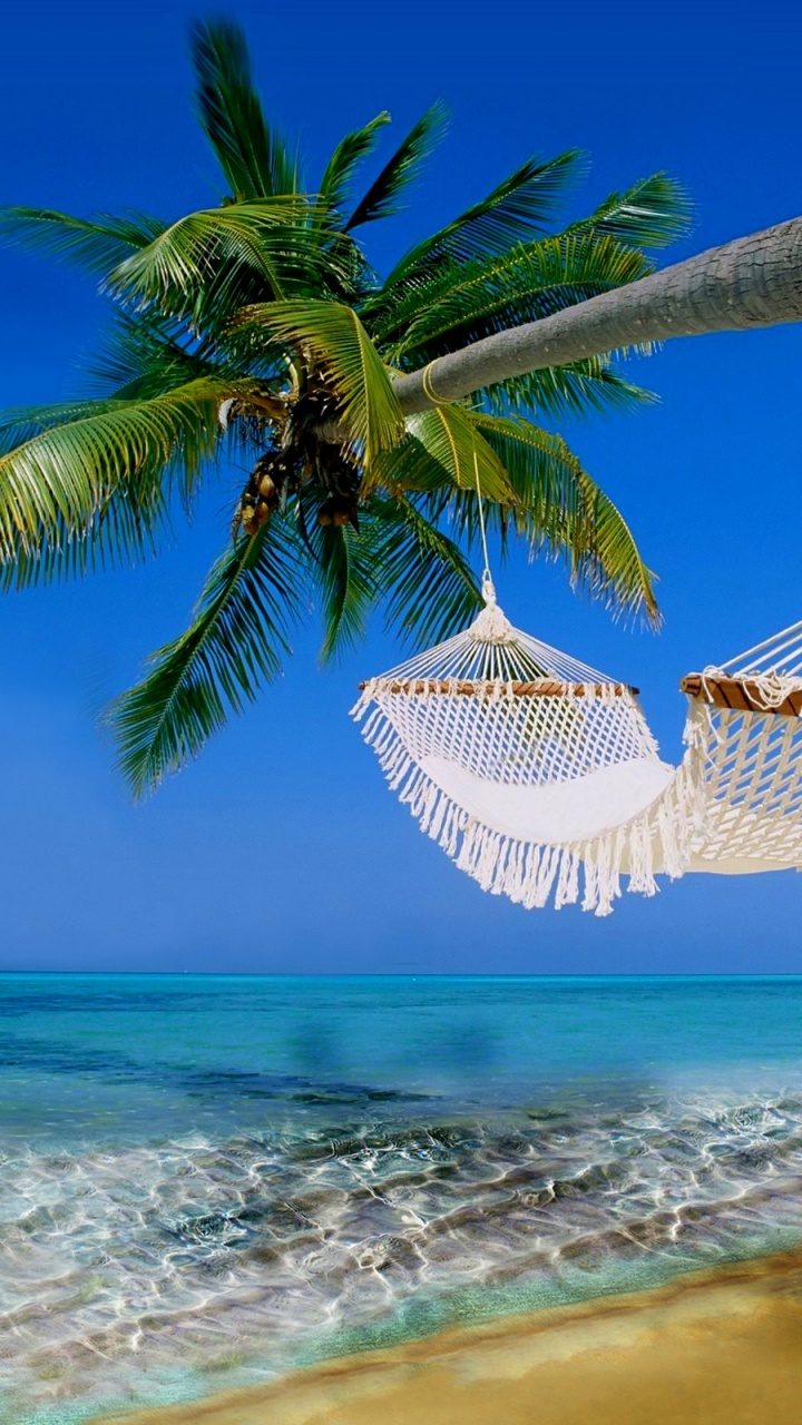 Coconut Tree on Beach Shore During Daytime. Wallpaper in 720x1280 Resolution