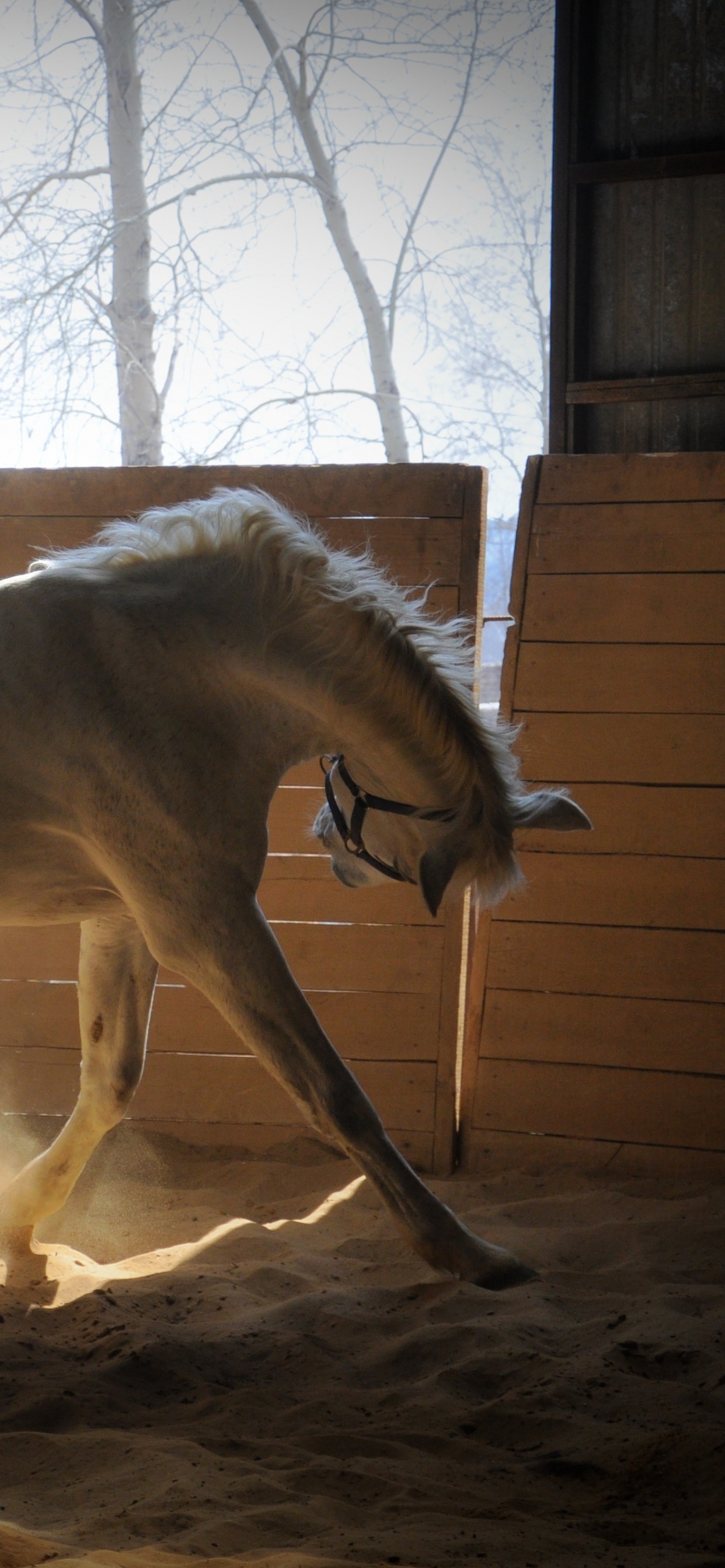 Weißes Pferd, Das Tagsüber Auf Braunem Feld Läuft. Wallpaper in 1242x2688 Resolution