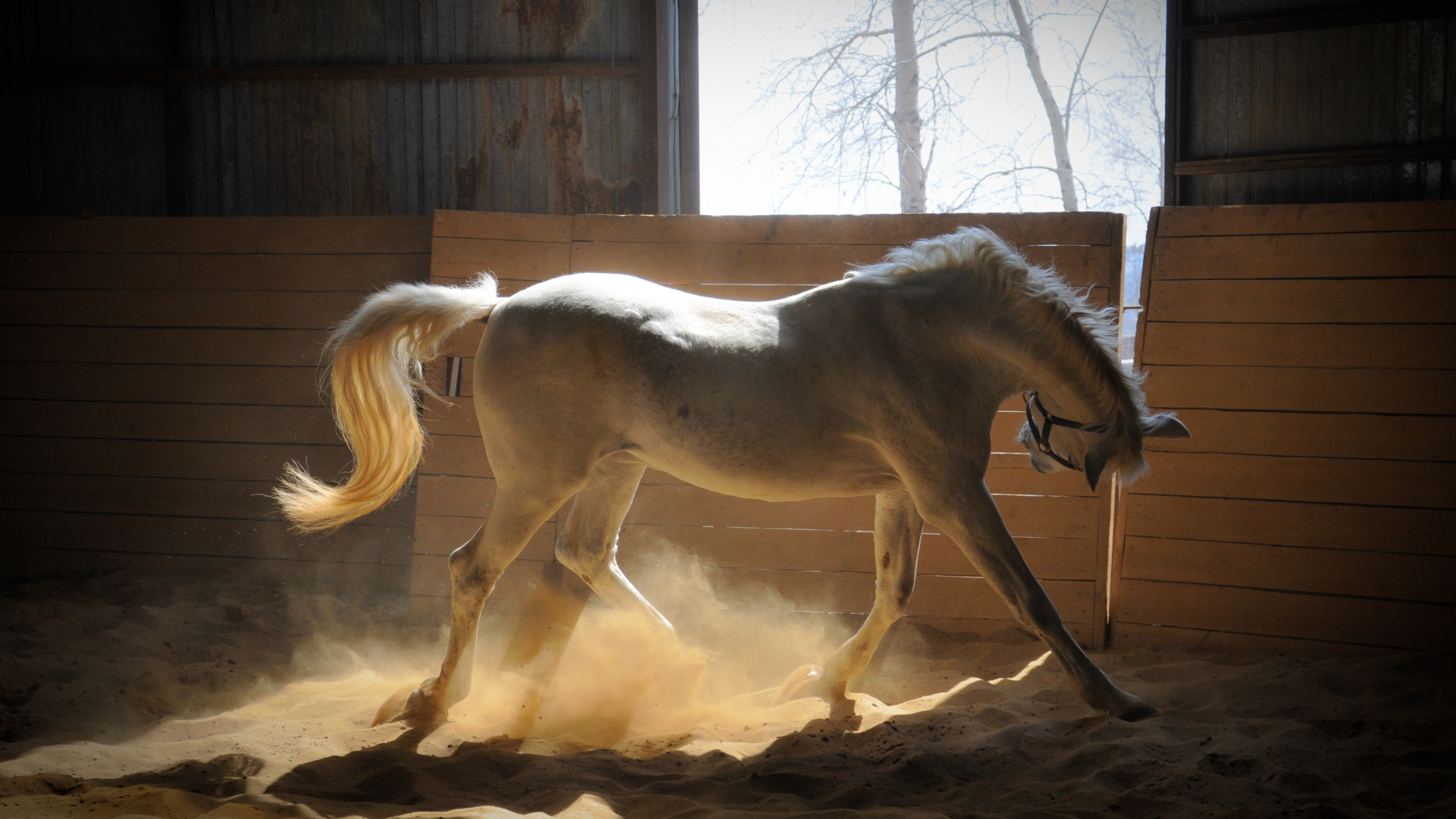 Weißes Pferd, Das Tagsüber Auf Braunem Feld Läuft. Wallpaper in 2560x1440 Resolution