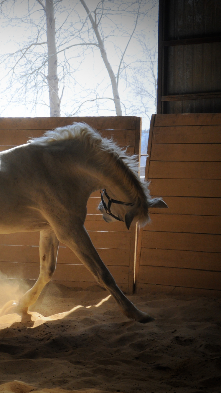 鬃毛, Mare, 种马, 牲畜, 小马 壁纸 750x1334 允许
