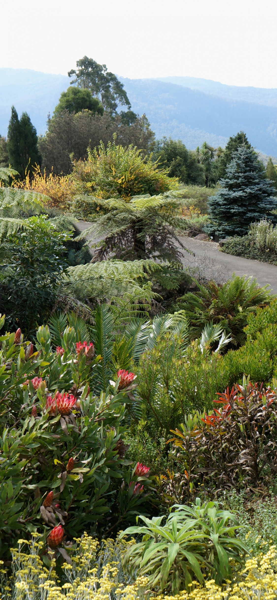 Green Trees and Plants on a Sunny Day. Wallpaper in 1125x2436 Resolution