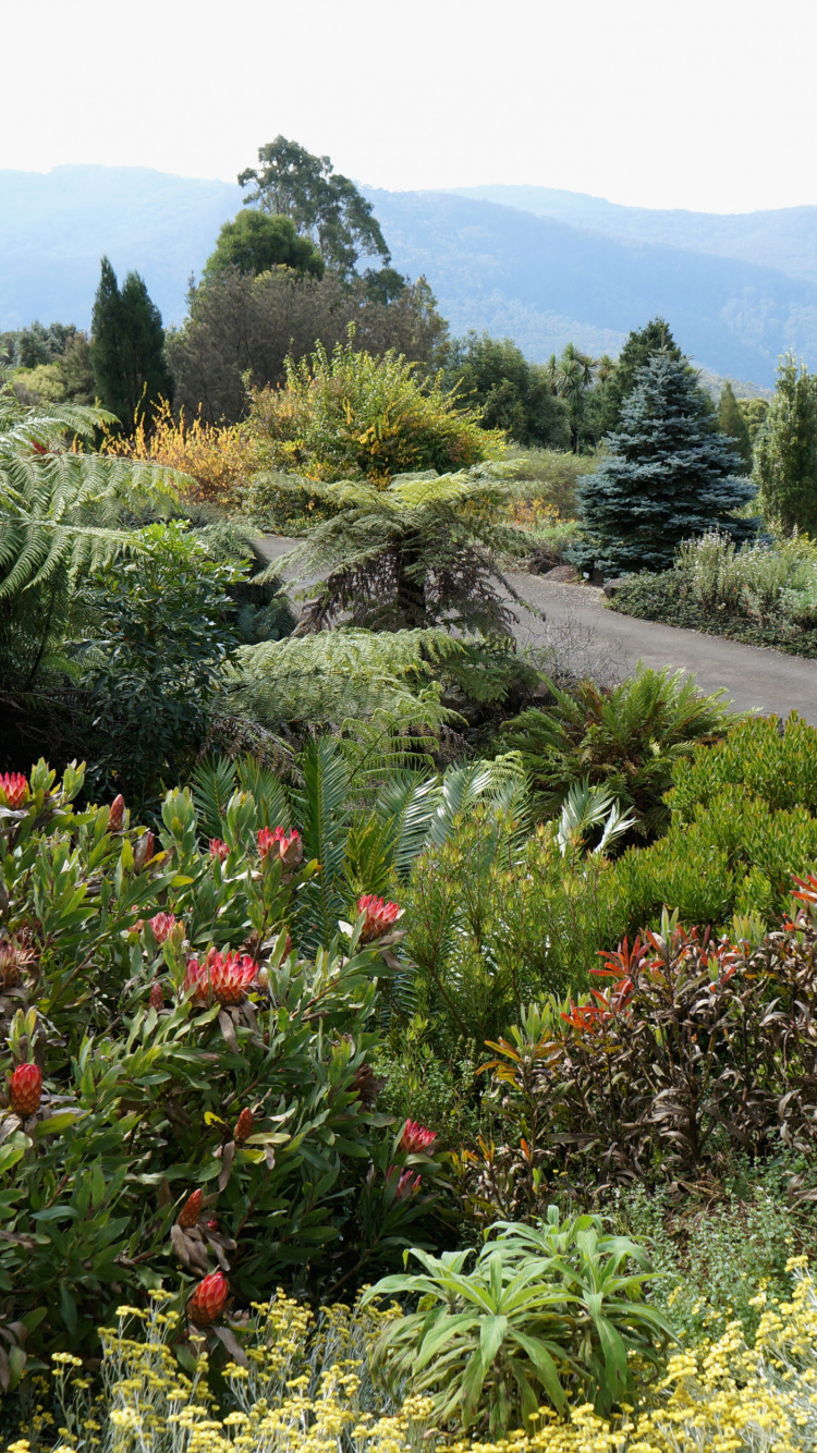Green Trees and Plants on a Sunny Day. Wallpaper in 750x1334 Resolution