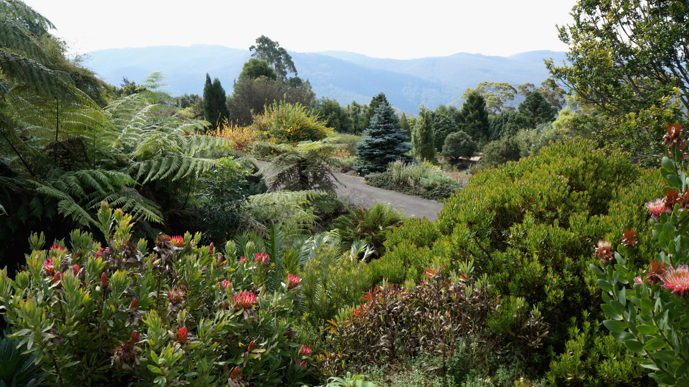 Árboles y Plantas Verdes en un Día Soleado. Wallpaper in 1366x768 Resolution
