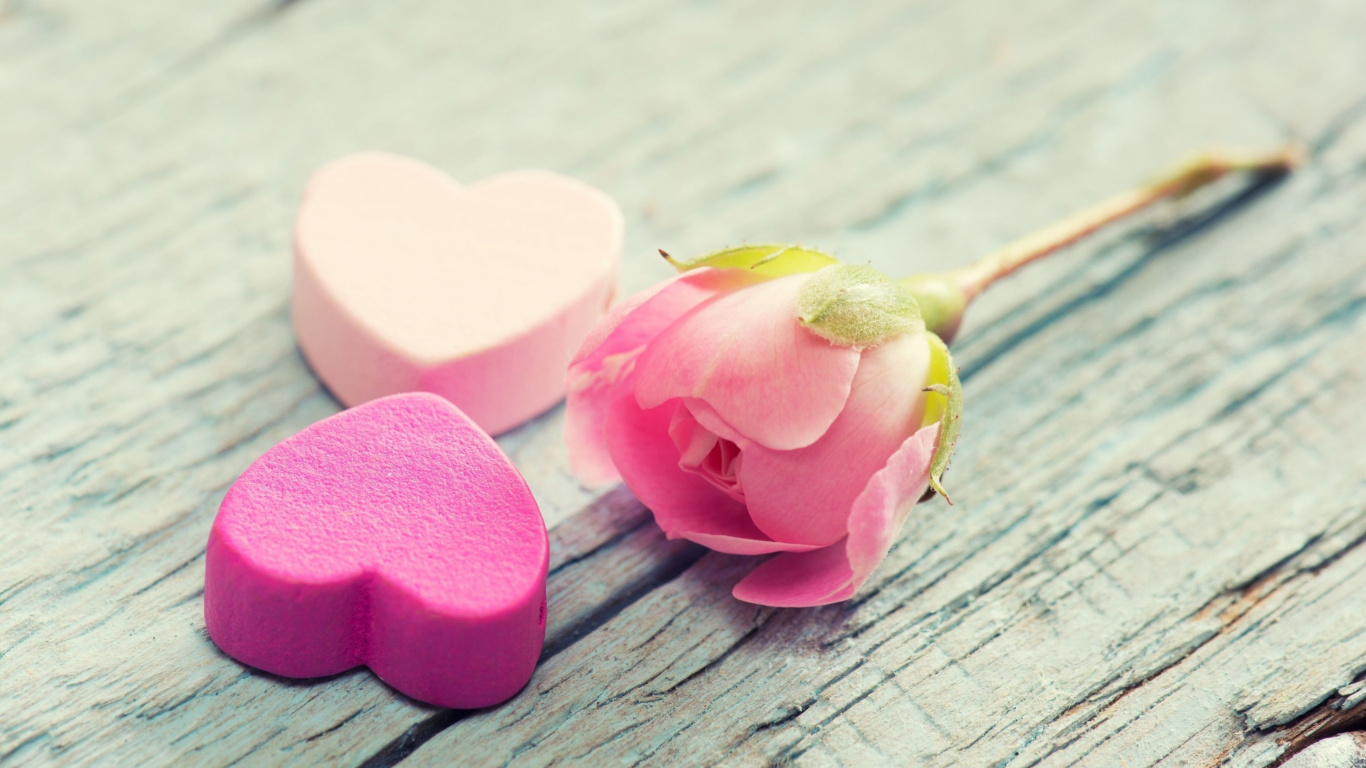 Pétales en Forme de Coeur Rose Sur Une Surface en Bois Grise. Wallpaper in 1366x768 Resolution