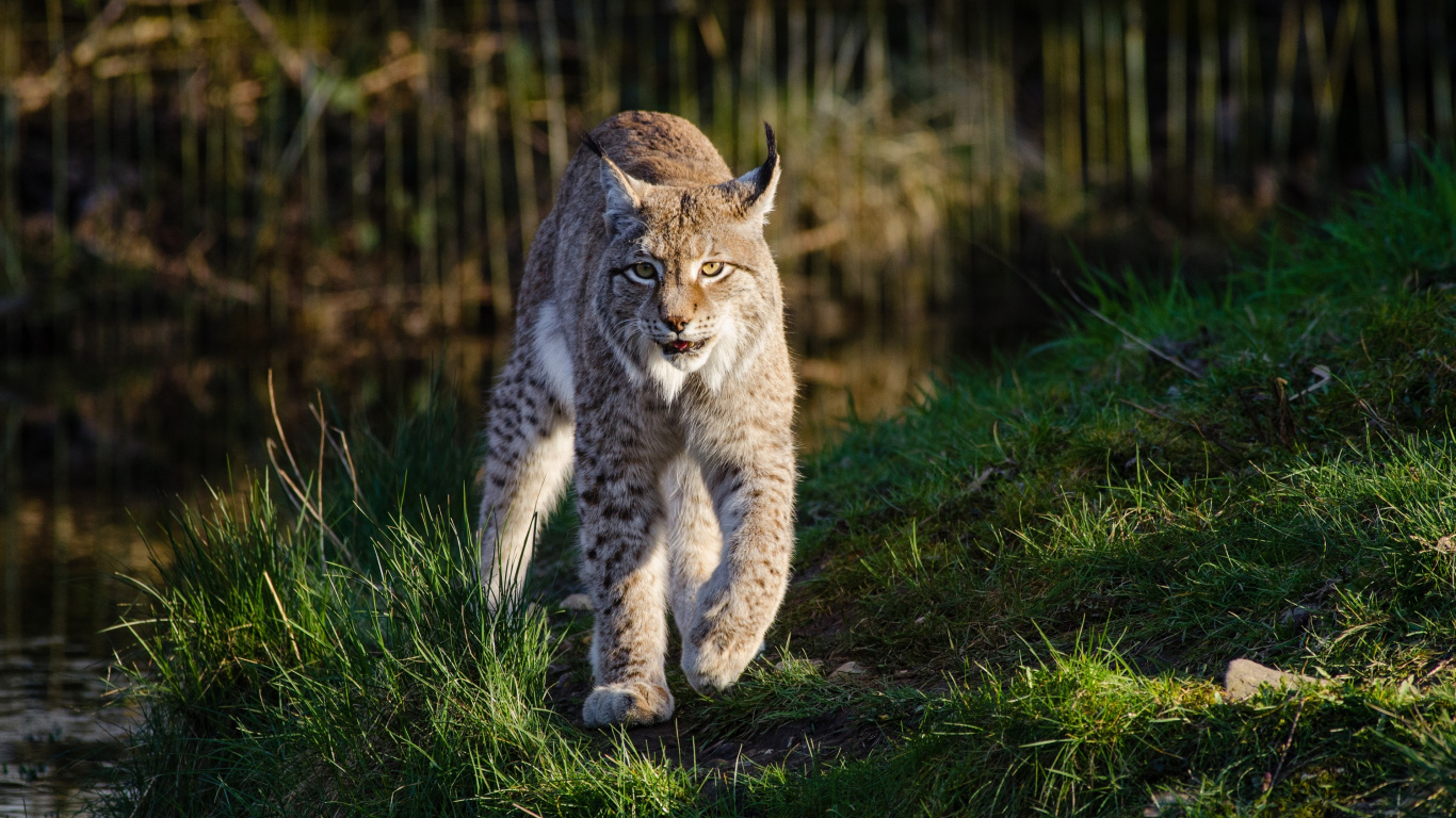 Brown and Black Cat Walking on Green Grass During Daytime. Wallpaper in 1366x768 Resolution