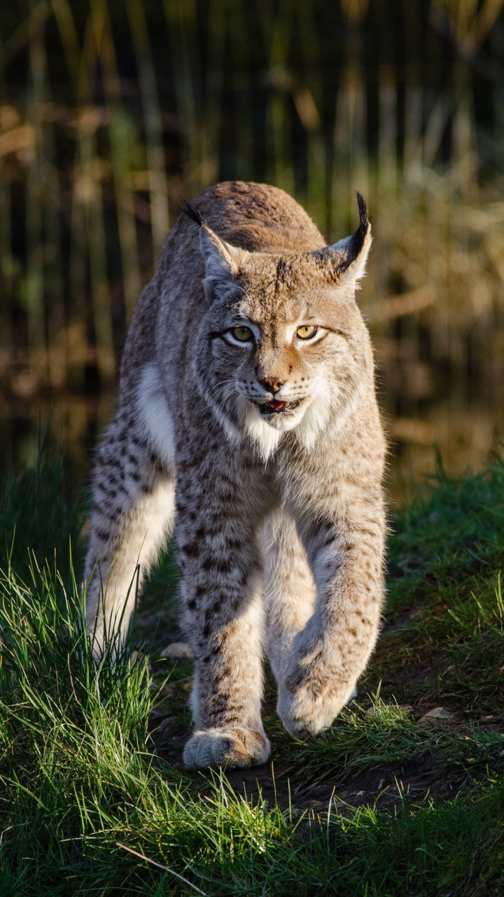Chat Brun et Noir Marchant Sur L'herbe Verte Pendant la Journée. Wallpaper in 720x1280 Resolution