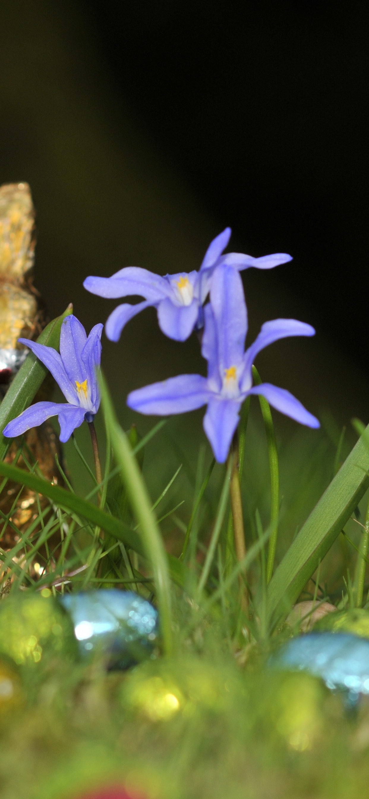 Flores Silvestres, la Floración de la Planta, Iris, Pascua, Semana Santa. Wallpaper in 1242x2688 Resolution