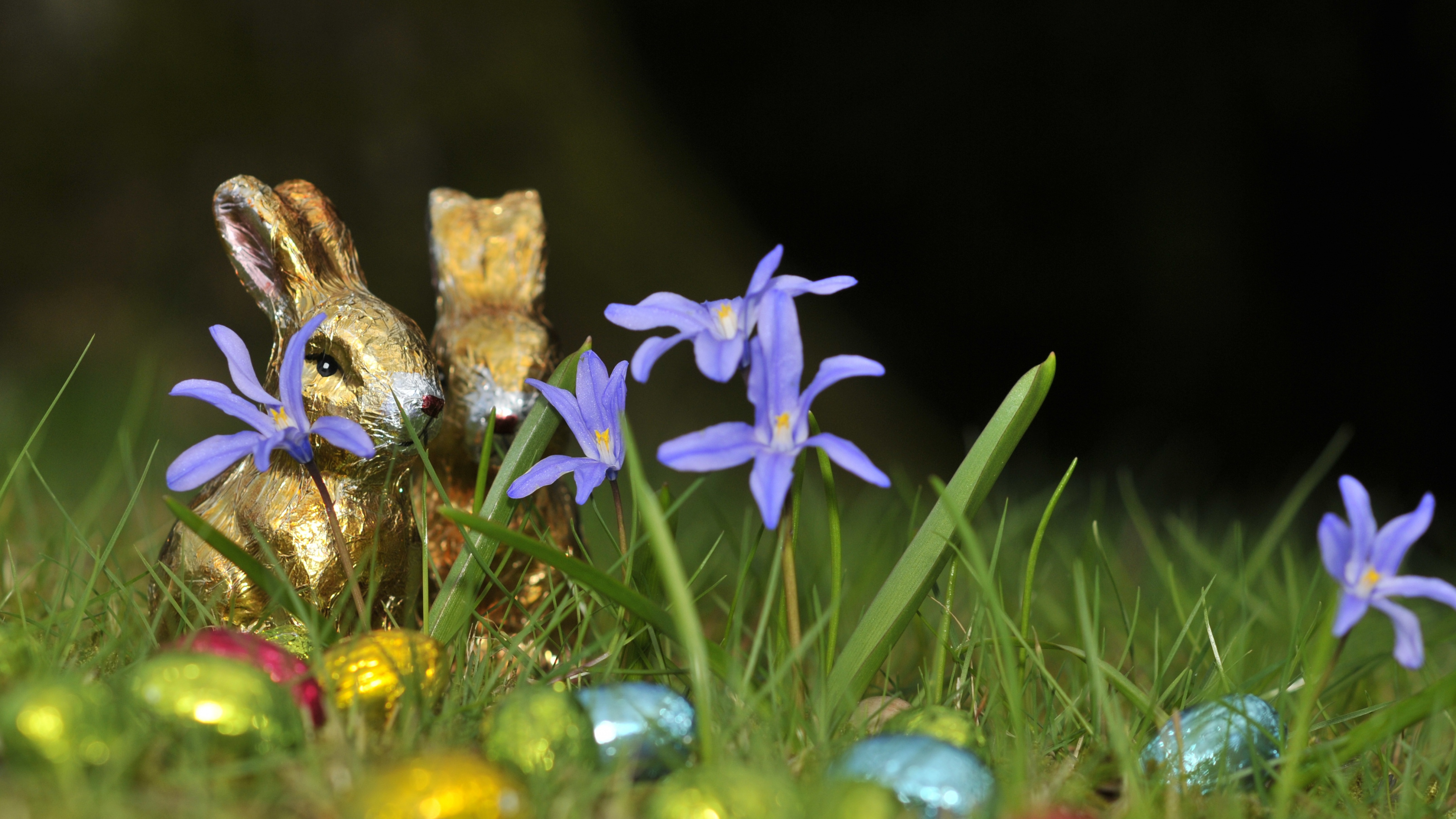 Sauvages, la Floraison de la Plante, Iris, Pâques, Semaine Sainte. Wallpaper in 3840x2160 Resolution