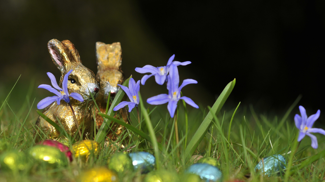 Wildflower, Blühende Pflanze, Iris, Ostern, Karwoche. Wallpaper in 1366x768 Resolution