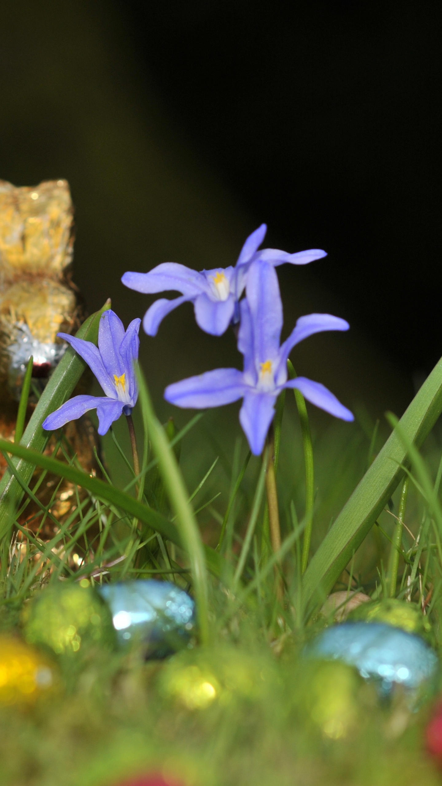 Wildflower, Blühende Pflanze, Iris, Ostern, Karwoche. Wallpaper in 1440x2560 Resolution