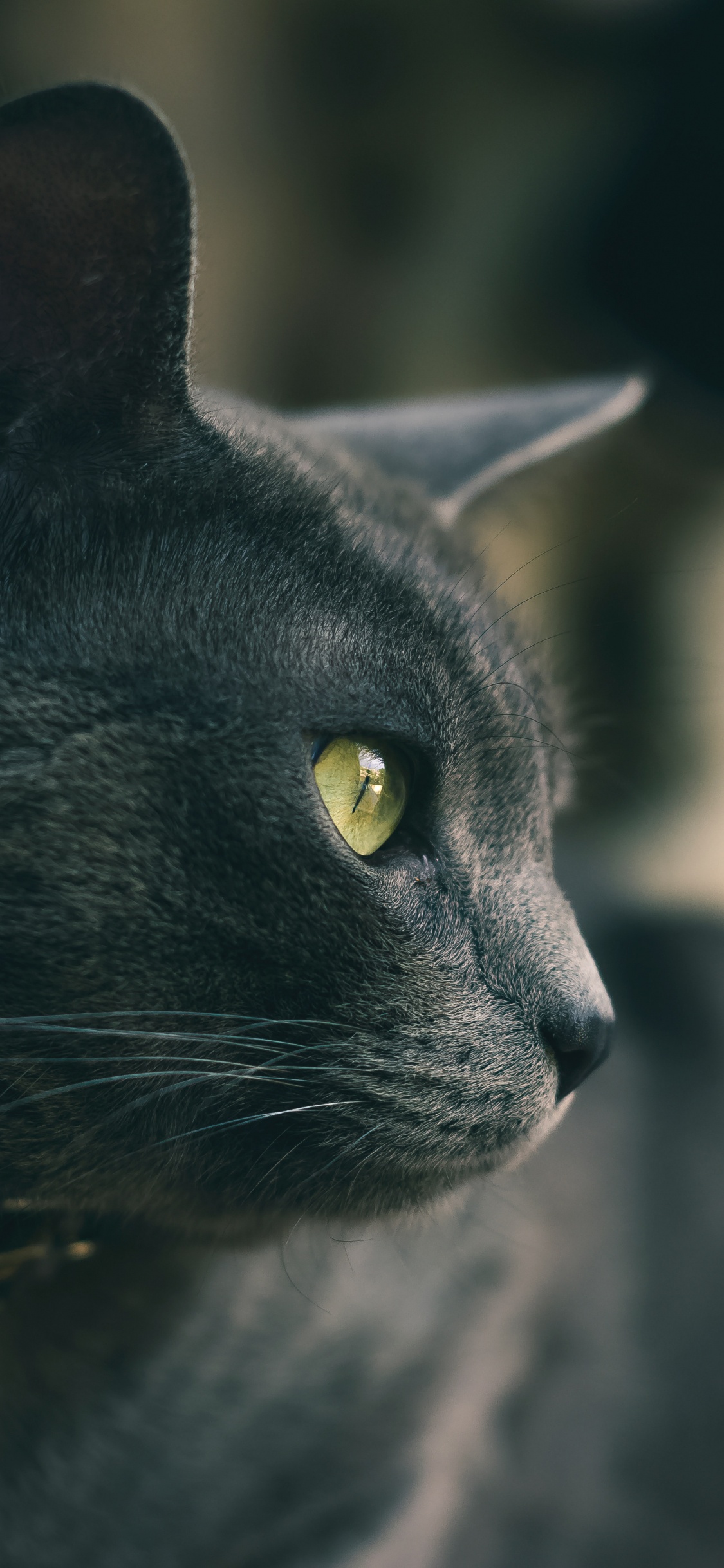 Black Cat With Yellow Eyes. Wallpaper in 1125x2436 Resolution