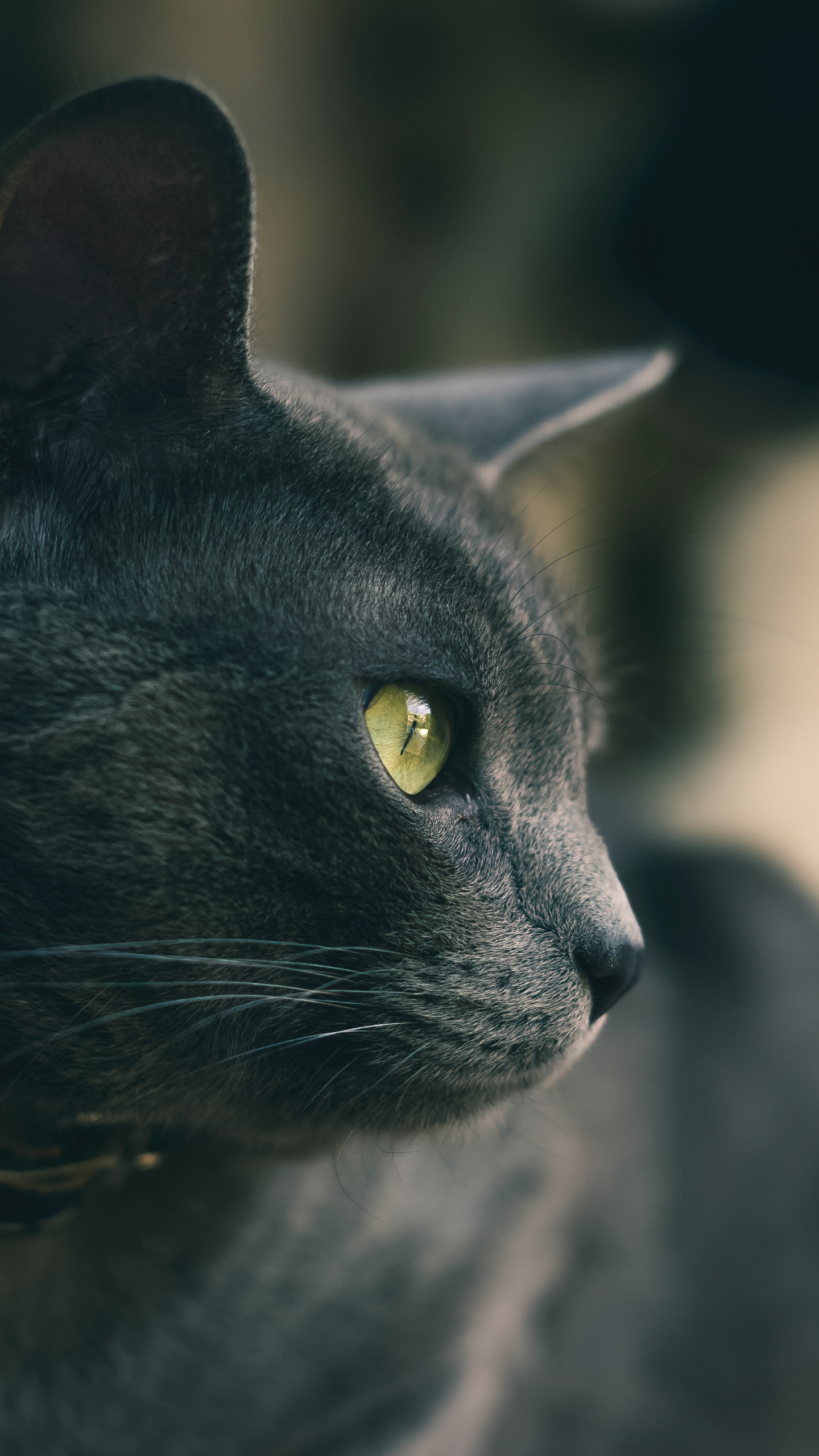 Black Cat With Yellow Eyes. Wallpaper in 1440x2560 Resolution