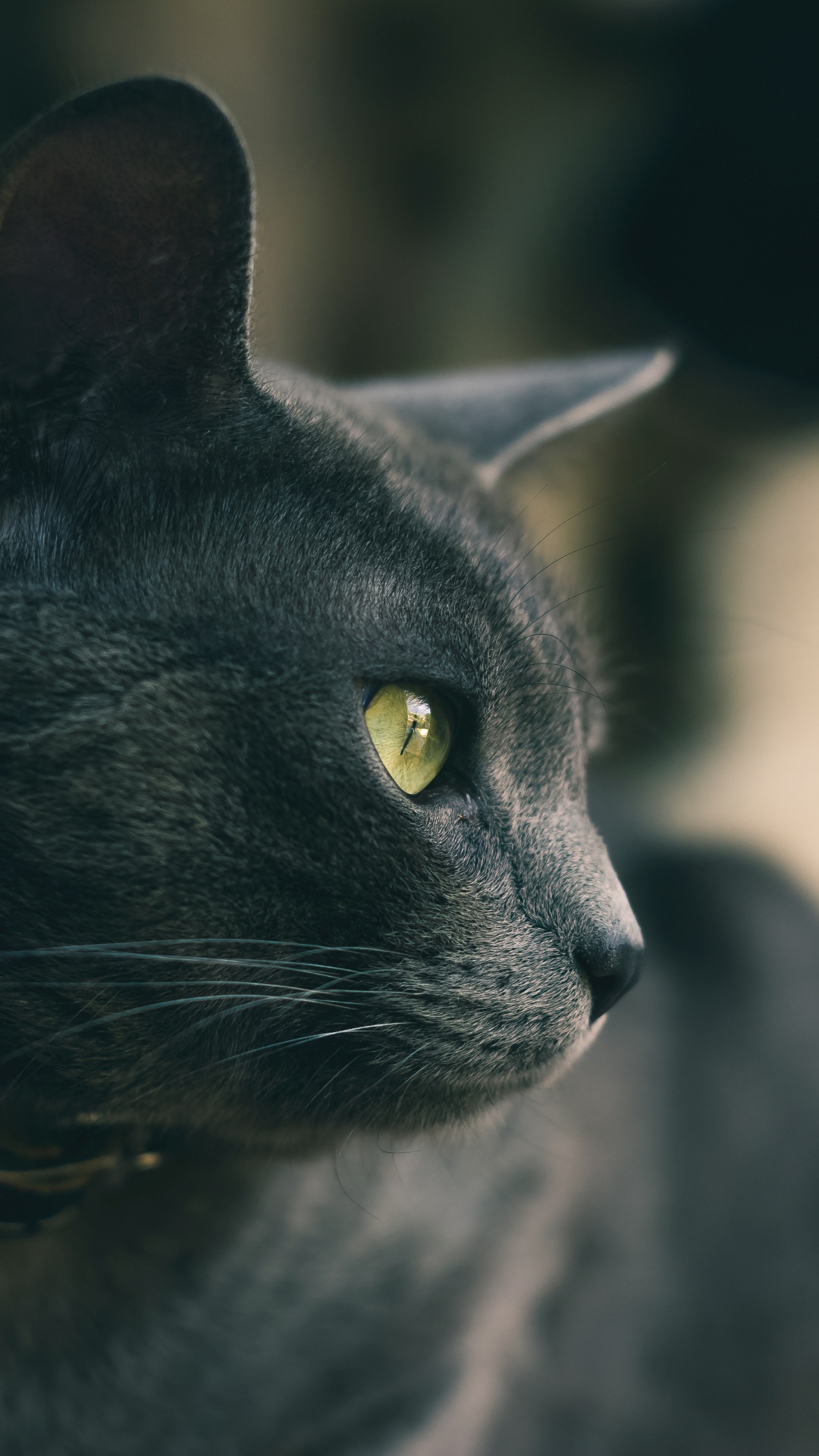 Gato Negro Con Ojos Amarillos. Wallpaper in 1080x1920 Resolution