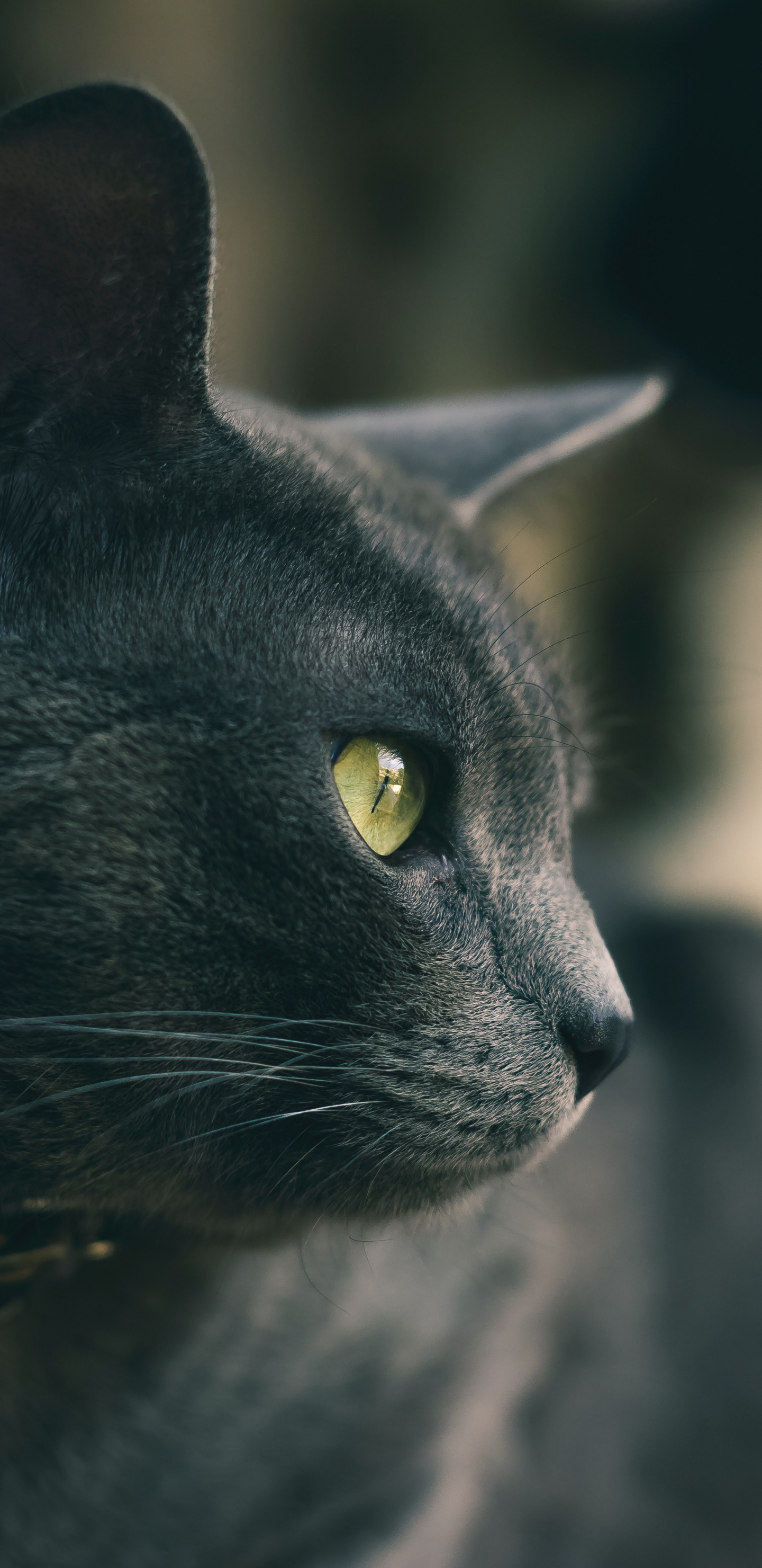 Gato Negro Con Ojos Amarillos. Wallpaper in 1440x2960 Resolution