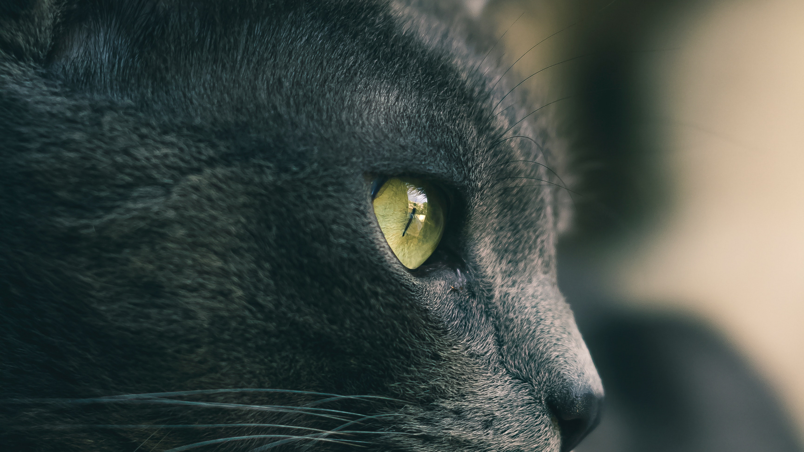 Gato Negro Con Ojos Amarillos. Wallpaper in 2560x1440 Resolution