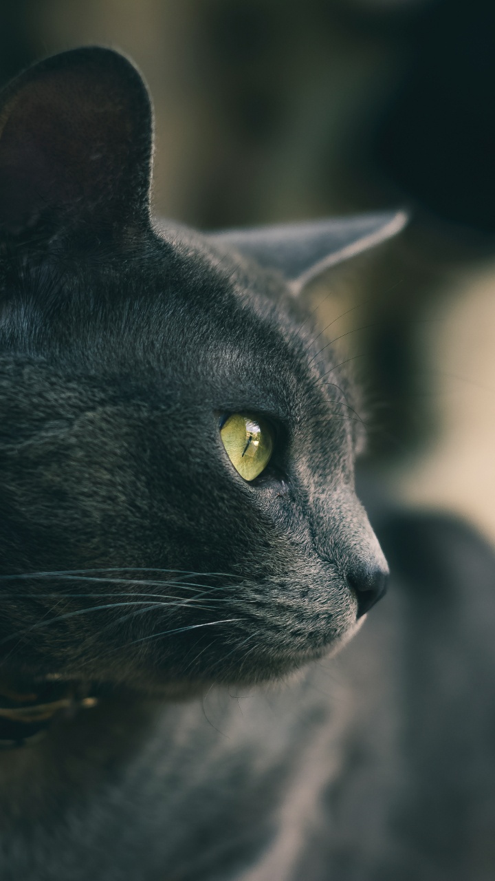 Gato Negro Con Ojos Amarillos. Wallpaper in 720x1280 Resolution