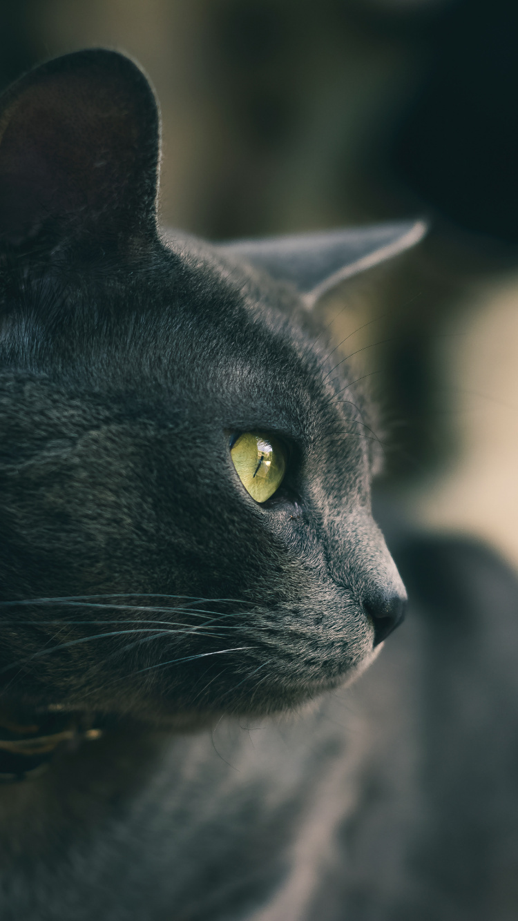 Gato Negro Con Ojos Amarillos. Wallpaper in 750x1334 Resolution