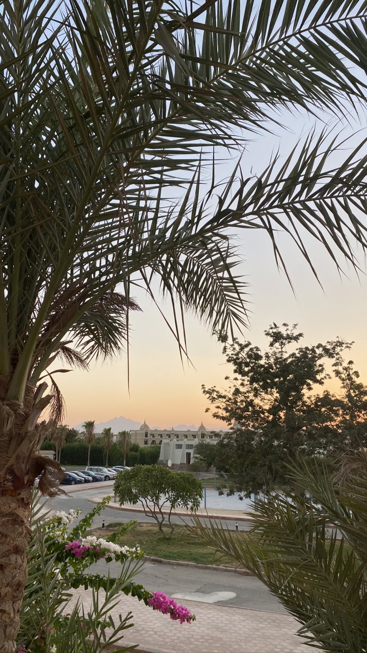 Vegetation, Ölpalmen, Babassu, Baum, Woody Pflanze. Wallpaper in 720x1280 Resolution