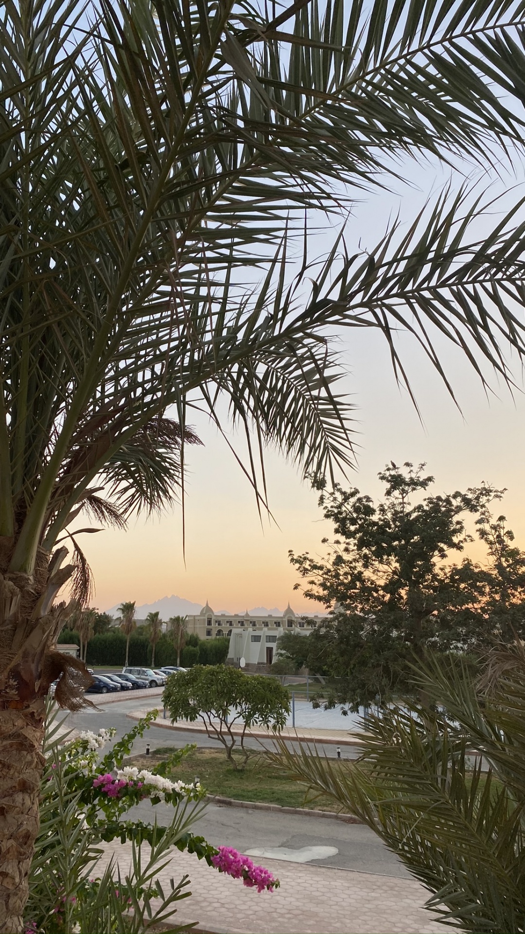 Végétation, Palmiers à Huile, De Babassu, Plantes Ligneuses, Arbuste. Wallpaper in 1080x1920 Resolution