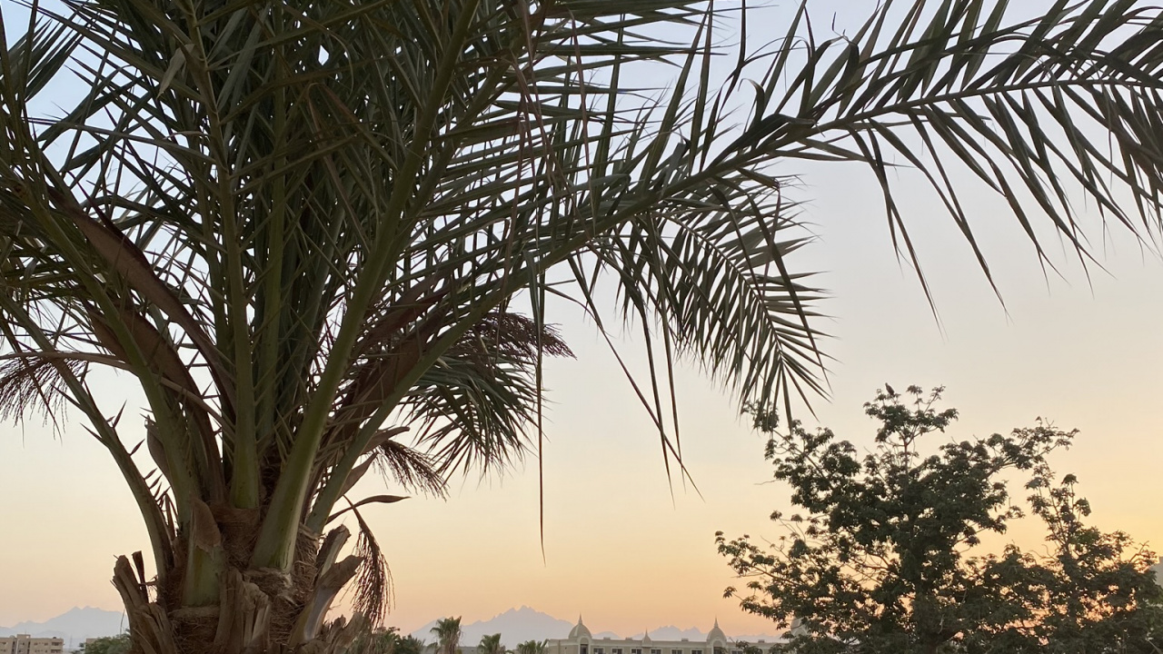 Végétation, Palmiers à Huile, De Babassu, Plantes Ligneuses, Arbuste. Wallpaper in 1280x720 Resolution