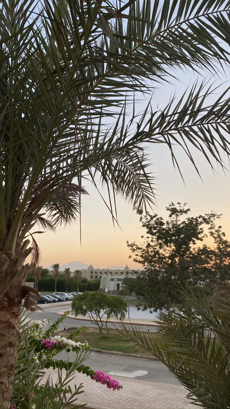 Végétation, Palmiers à Huile, De Babassu, Plantes Ligneuses, Arbuste. Wallpaper in 750x1334 Resolution