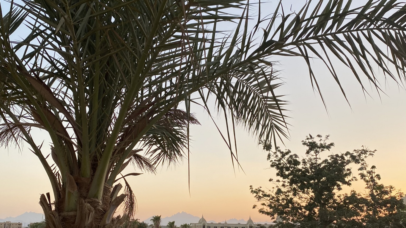 植被, 巴西棕榈, 木本植物, 灌木, 花园 壁纸 1366x768 允许