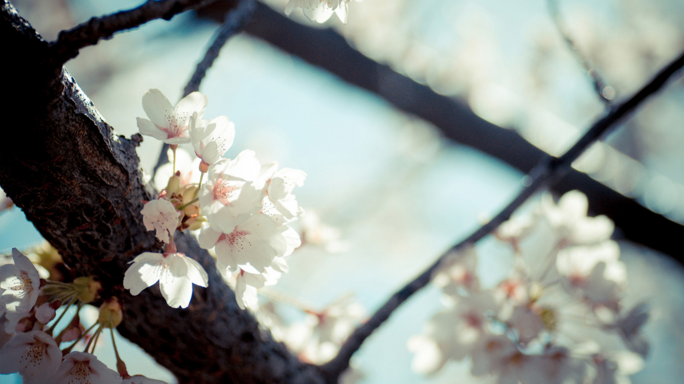Blossom, Twig, Flower, Branch, Tree. Wallpaper in 1366x768 Resolution