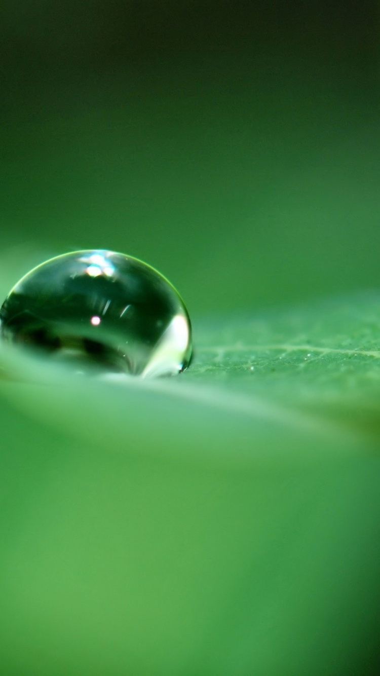 Goutte D'eau Sur Feuille Verte. Wallpaper in 750x1334 Resolution