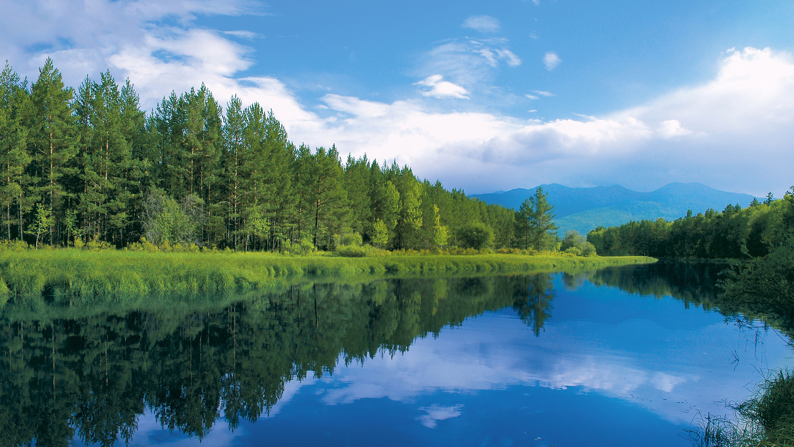 Green Trees Beside River Under Blue Sky During Daytime. Wallpaper in 2560x1440 Resolution
