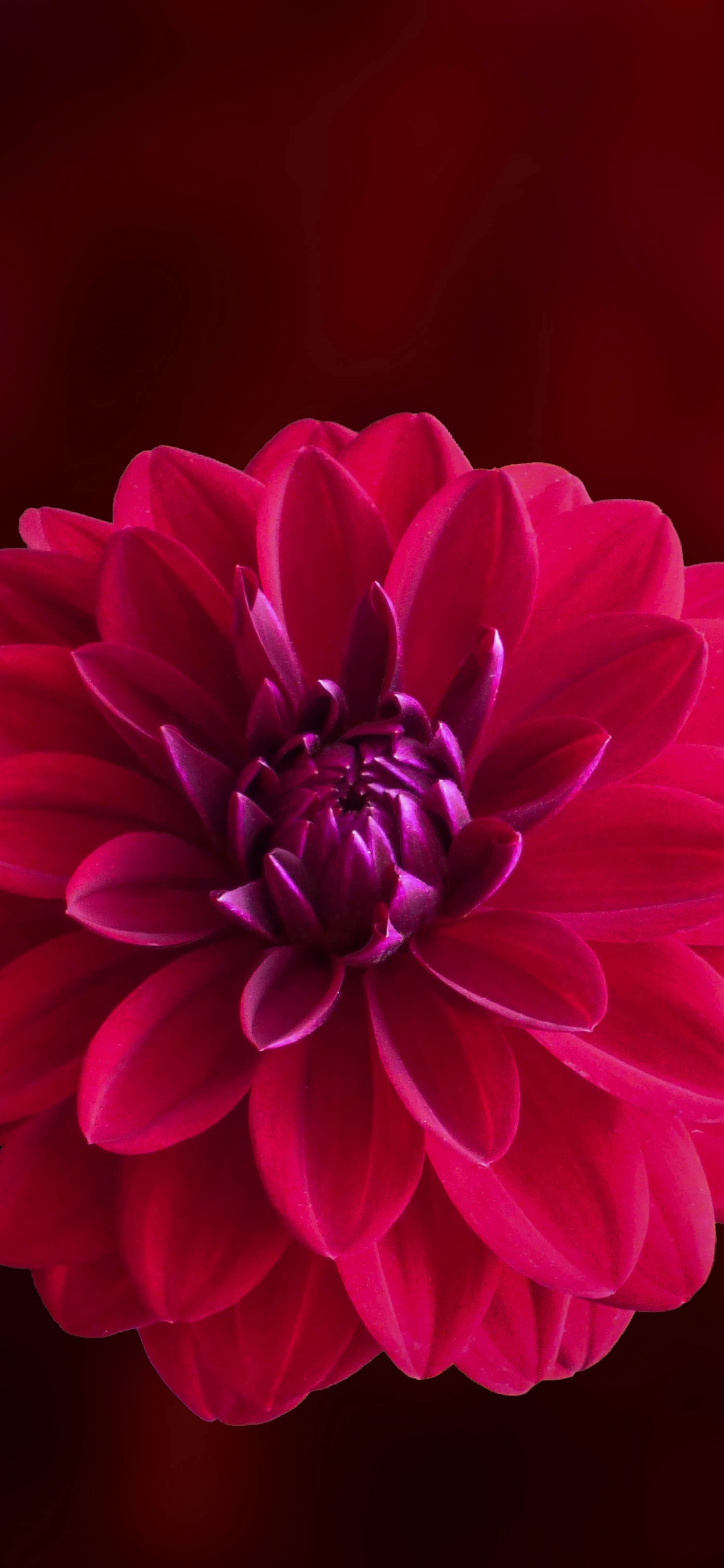 Rosa Blume in Tilt-Shift-Linse. Wallpaper in 1125x2436 Resolution