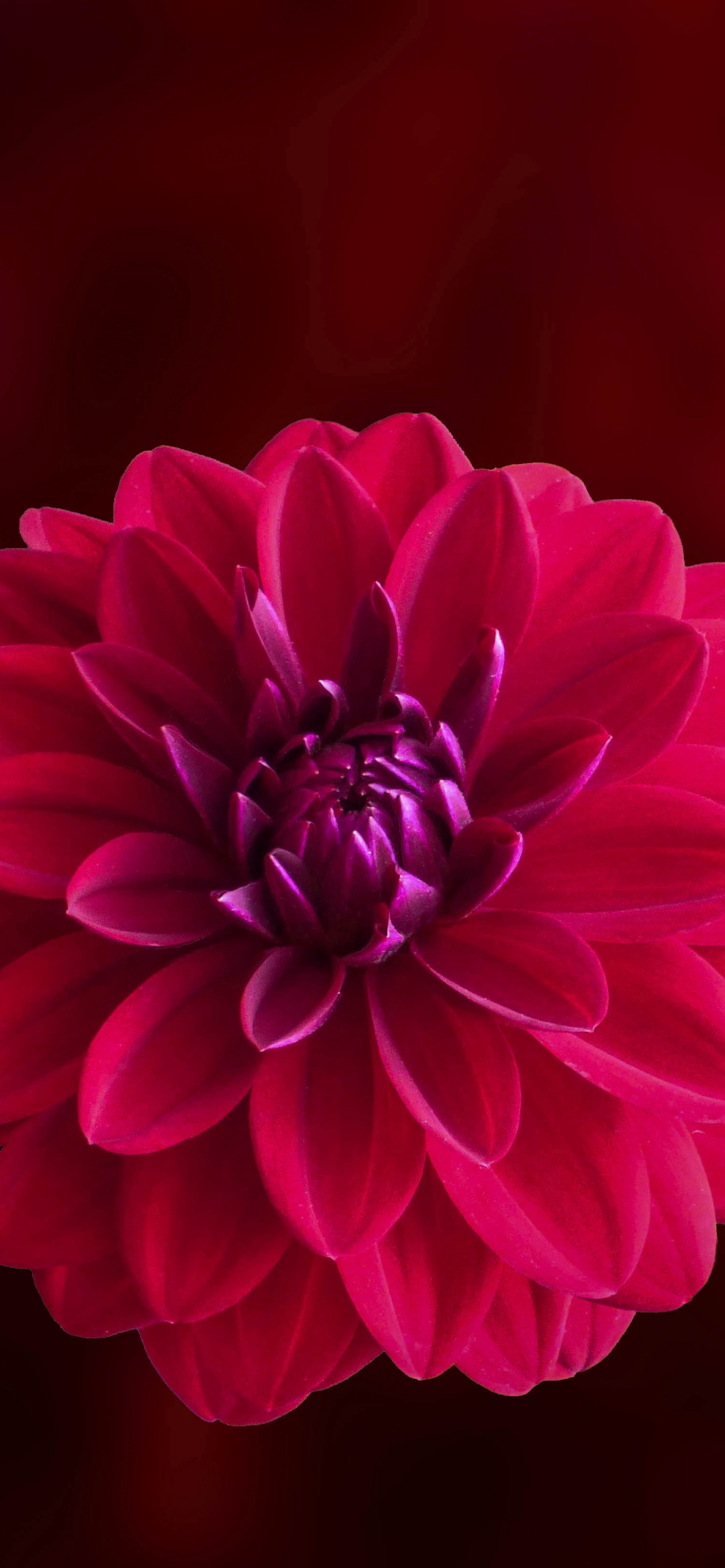 Fleur Rose Dans L'objectif à Basculement. Wallpaper in 1242x2688 Resolution