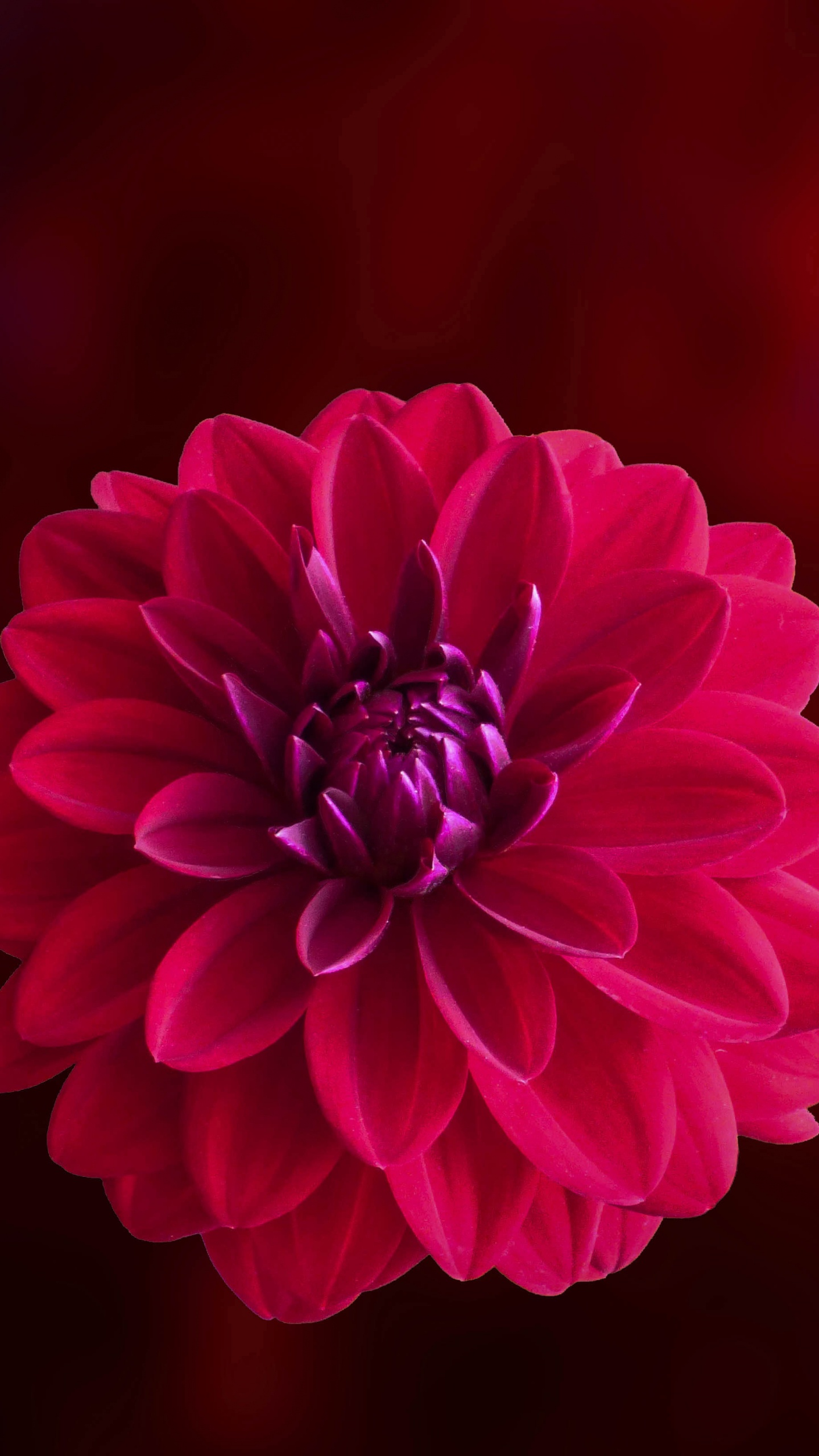 Flor Rosa en Lente de Cambio de Inclinación. Wallpaper in 1440x2560 Resolution