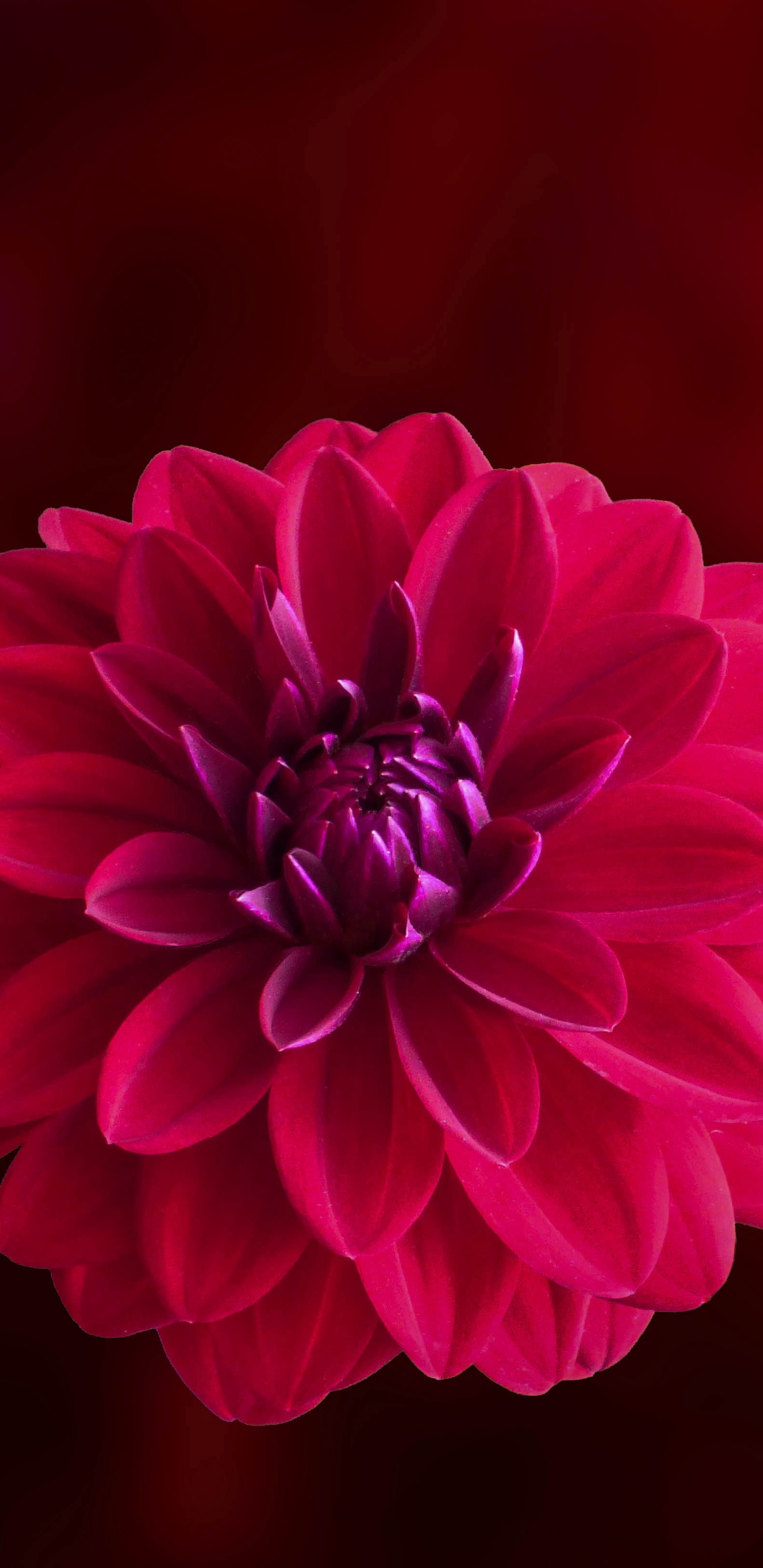 Flor Rosa en Lente de Cambio de Inclinación. Wallpaper in 1440x2960 Resolution