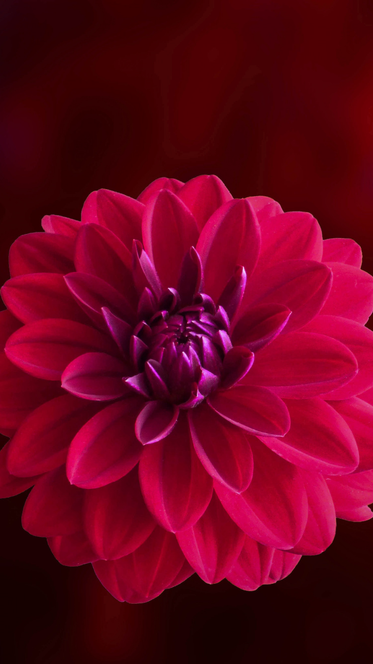 Flor Rosa en Lente de Cambio de Inclinación. Wallpaper in 750x1334 Resolution